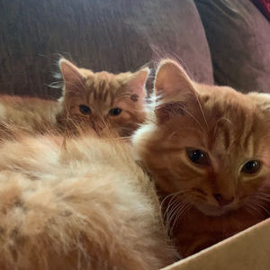 Meet your Posher, Peter